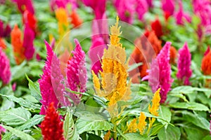 colorful celosia plumosa or Pampas Plume Celosia flowers blooming in the garden yellow flowers