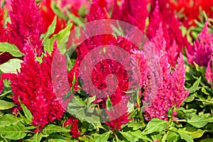 colorful celosia plumosa or Pampas Plume Celosia flowers blooming in the garden yellow flowers