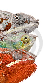 Colorful Chameleon in front of white background