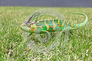 Colorful chameleon in the green grass