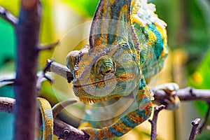 The colorful Chameleon III