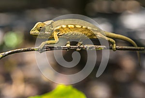 Colorful chameleon of Madagascar