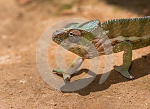 Colorful chameleon of Madagascar