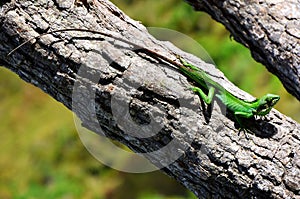 Colorful chameleon, National Park Horton Plains