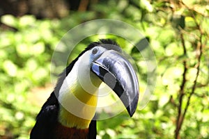 Colorful channel-billed toucan, Ramphastos vitellinus