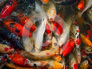 Colorful charming Koi Carp Fishes moving in pond, Koi carps crowding together competing for food.
