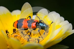 Colorful checkered beetle sitting in a flower