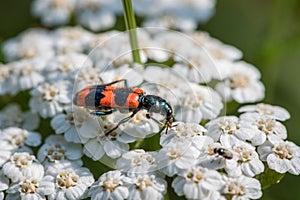 Colorful checkered beetle sitting on a white flower