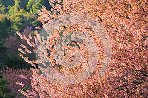 Colorful cheery blossom trees