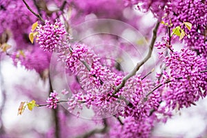 Colorful cherry blossom flower in full bloom in National Mall, Washington DC in spring photo