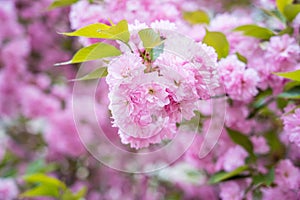 Colorful cherry blossom flower in full bloom in National Mall, Washington DC in spring photo