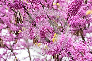 Colorful cherry blossom flower in full bloom in National Mall, Washington DC in spring photo