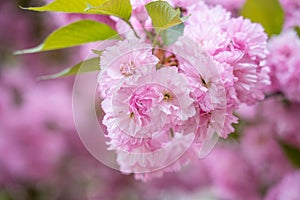 Colorful cherry blossom flower in full bloom in National Mall, Washington DC in spring photo