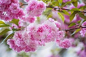 Colorful cherry blossom flower in full bloom in National Mall, Washington DC in spring photo