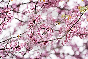 Colorful cherry blossom flower in full bloom in National Mall, Washington DC in spring