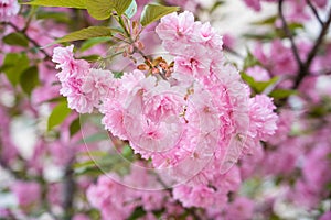 Colorful cherry blossom flower in full bloom in National Mall, Washington DC in spring photo