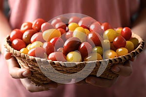 Colorful cherry tomatoes in a basket holding by woman hand