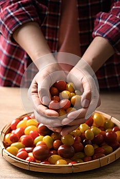 Colorful cherry tomatoes holding by woman hand