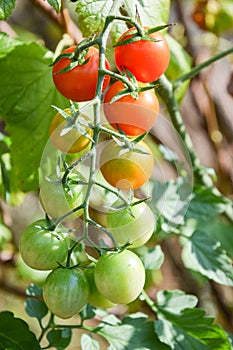 Colorful cherry tomatoes on the vine