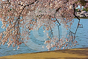 Colorful cherry tree branches close to the water of Tidal Basin.