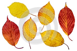 Colorful cherry tree leaves