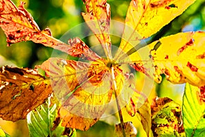 Colorful chestnut leaf in fall