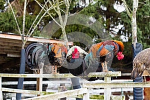 Colorful chickens on the fence at petting zoon on country farm market. photo