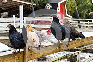 Colorful chickens on the fence at petting zoon on country farm market.