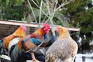 Colorful chickens on the fence at petting zoon on country farm market.