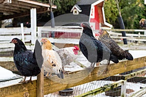 Colorful chickens on the fence at petting zoon on country farm market. photo