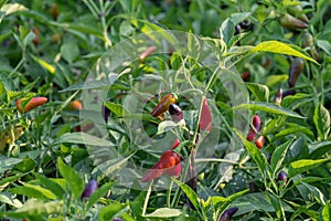 Colorful Chili paper and ripe on tree in a garden.Capsicum Frutescens tree.Tabasco pepper