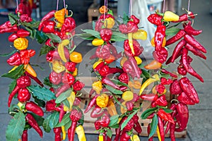 Colorful chili peppers and Bay leaves hang with cords in the window of the farmer`s market