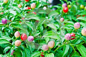 Colorful chili on the plant