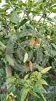 Colorful chilis plant ready to harvest