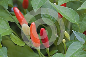 Colorful Chilli Peppers