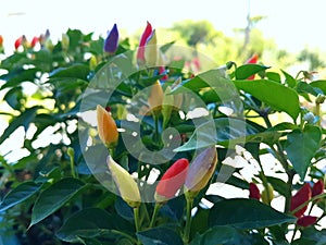 Colorful chilli peppers