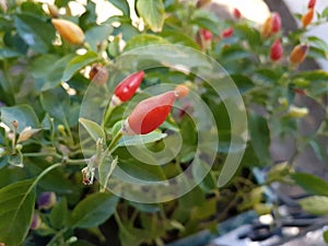 Colorful chilli peppers