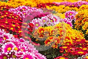 Colorful chrysanthemum photo