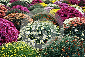 Colorful chrysanthemum flower photo