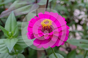 The colorful Chrysanthemum Flower blooming