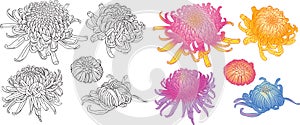 Colorful chrysanthemum flower blossoms set