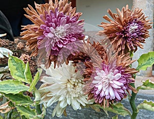 the colorful chrysanthemum flowers began to wither and dry up