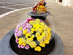 Colorful chrysanthemum flowers planted in pots