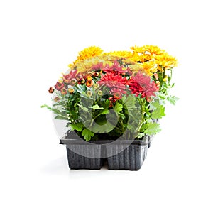 Colorful Chrysanthemum flowers in small pots isolated on white