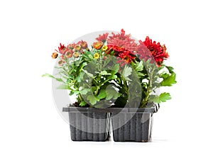 Colorful Chrysanthemum flowers in small pots isolated on white