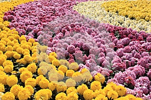 Colorful chrysanthemums