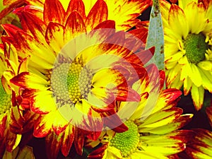 Colorful chrysanthemums growing in the garden