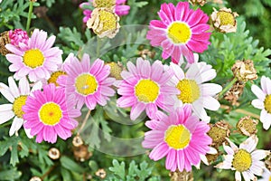 Colorful chrysanthemums growing in the garden