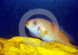 Colorful Cichlid