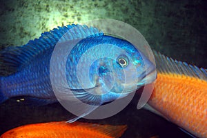 Colorful Cichlids